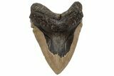 Serrated, Fossil Megalodon Tooth - North Carolina #235128-1